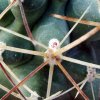 Sclerocactus _glaucus _SB1749 'Debeque form' 08